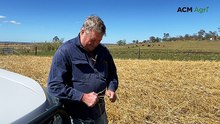 Clifton farmer loses $21,000 wheat crop in devastating hailstorm