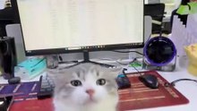 Who could ever say no to a tiny baby cat?! 😭💖