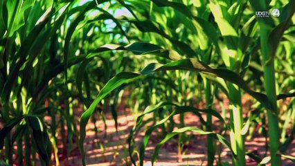 Sigue el diálogo de los maiceros con el gobierno de Jalisco; no se prevén bloqueos