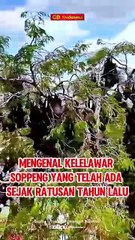Mengenal Kelelawar Soppeng yang Telah Ada Sejak Ratusan Tahun Lalu