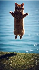 cat jumps into the water #cat #catvideos