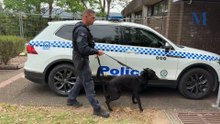 Police dog training in the Illawarra | November 6, 2025 | Illawarra Mercury