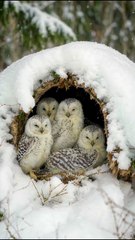 The little owl waits for its mother to come back from foraging.