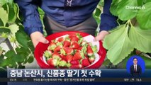 충남 논산시, 신품종 딸기 첫 수확