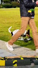 When tragedy struck and this dog lost both of its front legs, his world fell apart… But his loving owner refused to give up. He built a custom wheelchair that gave his best friend the power to walk, play, and live again.