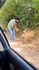 Tiger_Attack_On_Man_In_Jungle_while_he_was_watching_deer_baby_#ai_#lion_#safarijeep_#animals_#sora(360p)