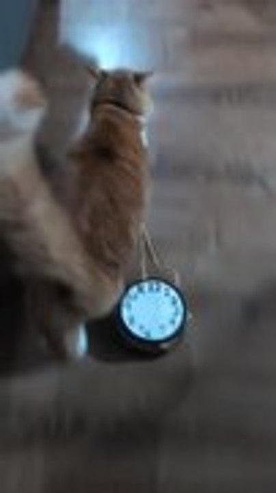 Cat Steals Clock-Shaped Purse