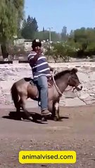 Falling From Horse 🐎😱 | Unexpected Horse Riding Moments & Fails 2025