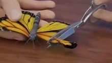 How_A_Butterfly_Wing_Transplant_Works_🤔