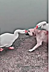 Dogs fighting 💪 short vedio