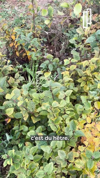 Plantons le décor pour un territoire durable