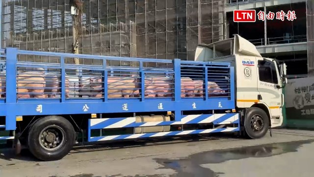 雲林肉品市場7日開拍2650頭豬 中午過後就有溫體豬可買