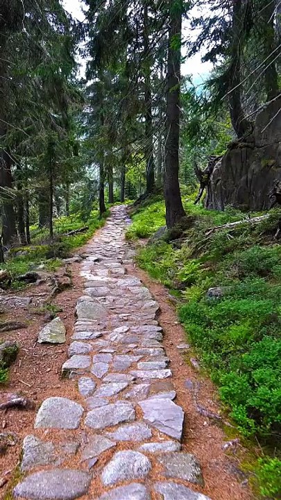walking in the beautiful forest_ relaxing nature _480_1762073286369