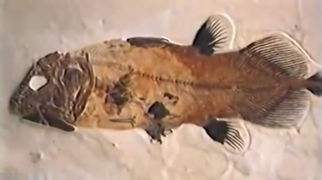 PBS Nova Ancient Creature of the Deep-5
