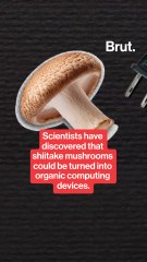 Could fungi power the computers of tomorrow?