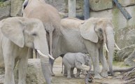Elefantenkalb erobert Herde und Herzen im Tiergarten Schönbrunn