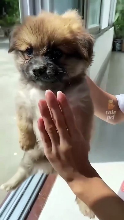 Animals Funny Moments #FunnyAnimals #AnimalVideos #CutePets #FunnyCats #FunnyDogs #AnimalShorts #ViralPets