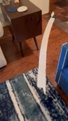 Maltipoo Puppy Looks Guilty After Messing With Entire Roll of Toilet Paper