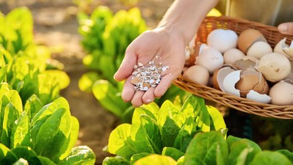 Yeah, You’re Using Eggshells in the Garden All Wrong