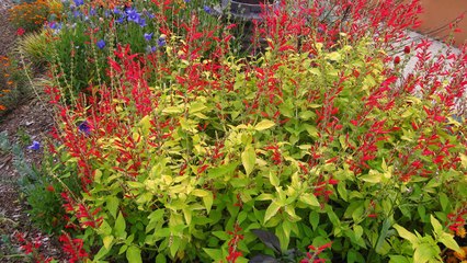 10 Long-Living Perennials That Will Thrive in Your Garden for Decades