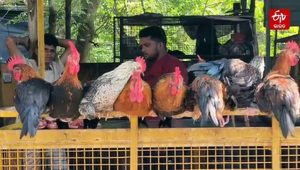 ଛାଡ଼ଖାଇରେ ଆମିଷ ବେପାର ମାନ୍ଦା, ଦୋକାନ ଆଗରେ ମାଛି ଉଡୁନାହାନ୍ତି