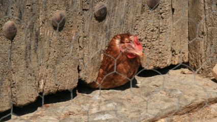El Gobierno prohíbe la cría de aves al aire libre ante el repunte del riesgo de gripe aviar