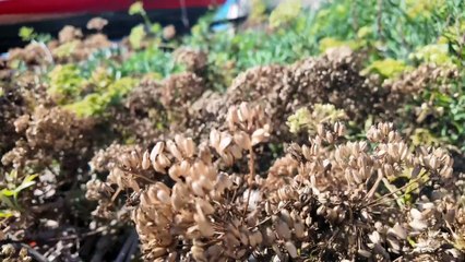 Intervista Roberta Somma