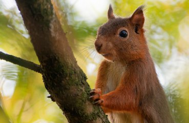 Savage squirrel sends 2 locals to A+E and 'almost killed' one
