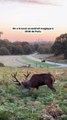 🌿🦌 Richmond Park, à Londres, est un véritable havre de paix en pleine ville