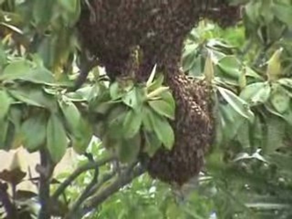 essaim d'abeilles en face chez moi