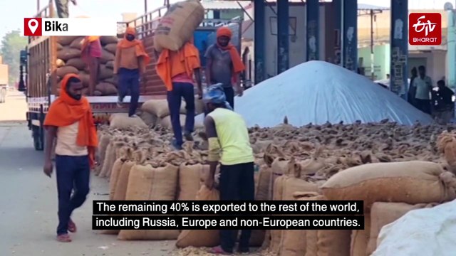 Rajasthan's Peanut Exporters Hit As Southeast Asian Nations Halt Imports Over Alleged Fungal Contamination