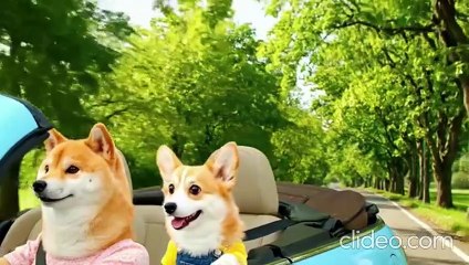 Cutest beautiful Cat Moments That Will Melt Your Heart | Adorable Kitty Compilation.