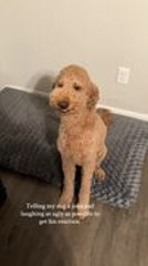 Dog Grins Wide When Owner Makes Funny Joke