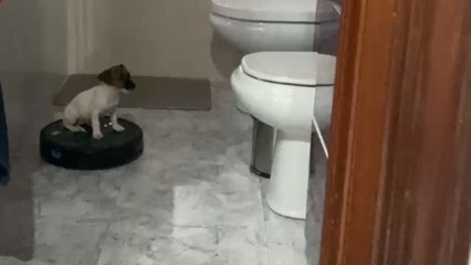 Funny video shows puppy starting the day riding robot vacuum cleaner