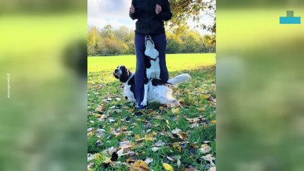 Guinness World Record Dogs Dance With Owner in the Sunshine