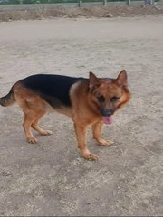 अहमदाबाद में पालतू श्वान के हमले में दो बच्चे घायल, महिला मालिक पर लापरवाही का आरोप