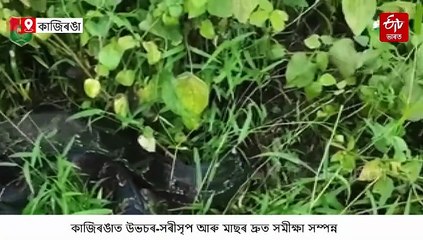 মাছ, ভেকুলী আৰু সৰীসৃপেৰে সমৃদ্ধিশালী এখন জগতৰ সমীক্ষাই দিলে আশাপদ খবৰ