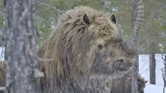 Planète préhistorique - saison 3 Bande-annonce VO