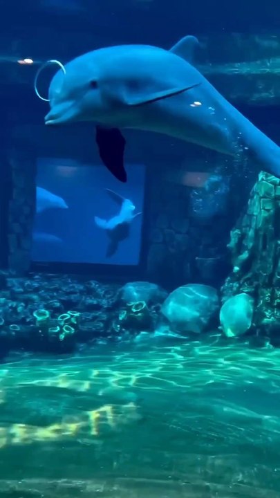 Ouais ouais.. Trop mignon les dauphins ouais... 💀💀