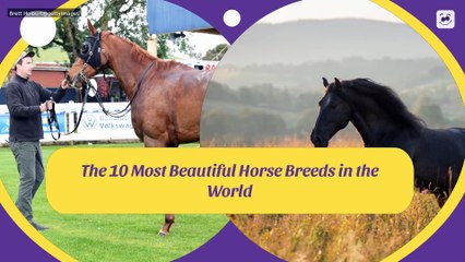 The 10 Most Beautiful Horse Breeds in the World