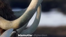 Tarih öncesi yaratık Tüylü Mahmutlar