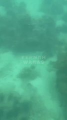 Diving for treasure among the coral