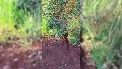 PRF intercepta comboio de contrabandistas e apreende quatro veículos em Cascavel