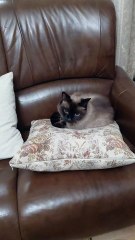 Good Night My Friends :) #cat #Goodnight #viralcats #funnycats #shorts #cutecats #trending #foryou