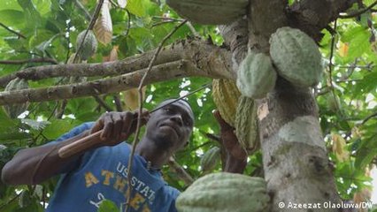 Cote d'Ivoire sets record kilo price for cocoa