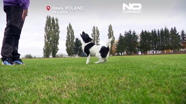 Flying Cake Beza: pies ze schroniska został mistrzem Europy w frisbee