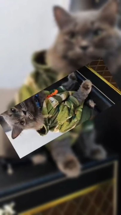Cat's and Dogs