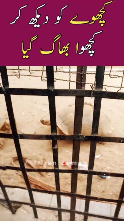 Turtle Ko Dekh Kr Turtle Bhag Gaya 😳