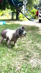 Ce chien très agressif est en fait tout gentil