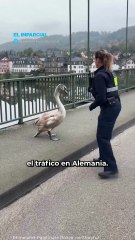 Cisne en fuga: una policía en Alemania logró controlar el ave
